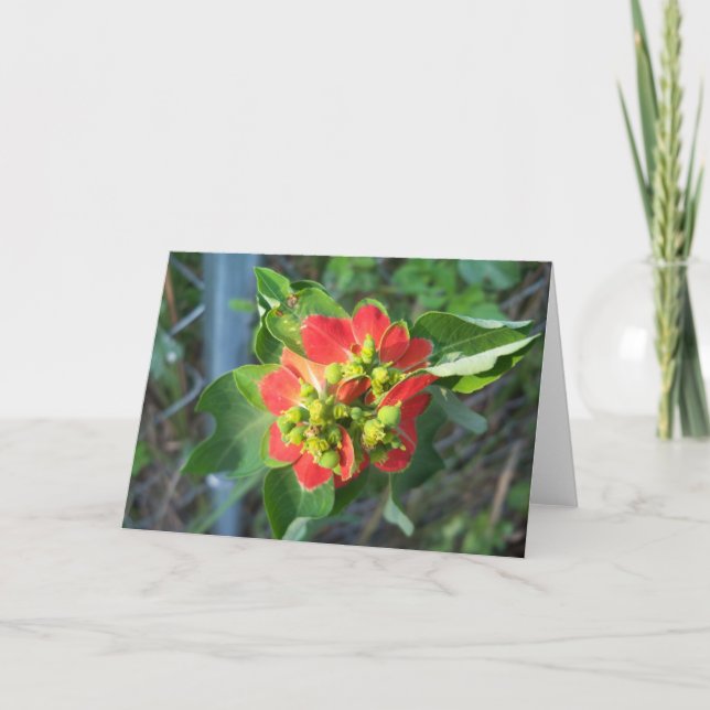 Poinsettia sauvage sur carte unique (Devant)
