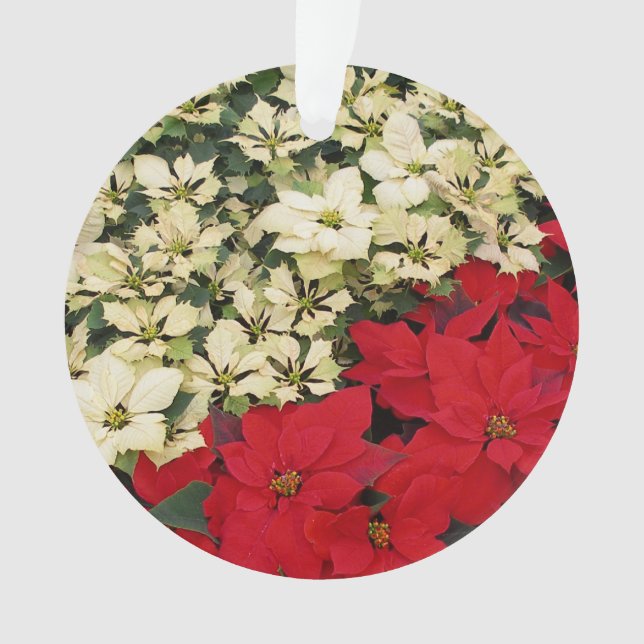 Poinsettias blanches et rouges I Holiday Floral (devant)