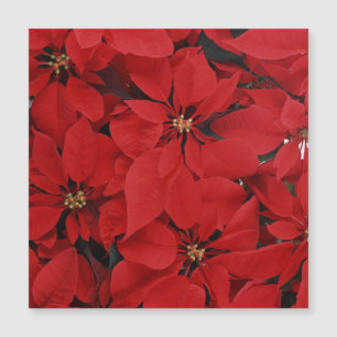 Poinsettias pour Noël
