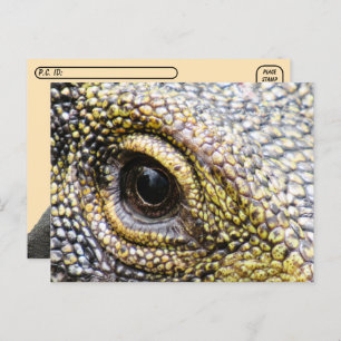Point de passage - Crocodile Moniteur Lizard Carte