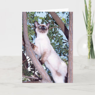 Point de phoque Carte de voeux Siamese
