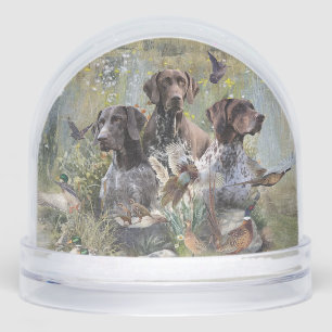 Pointeur à poils courts allemand