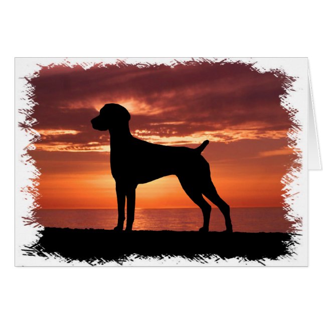 Pointeur à poils courts allemand (Devant horizontal)