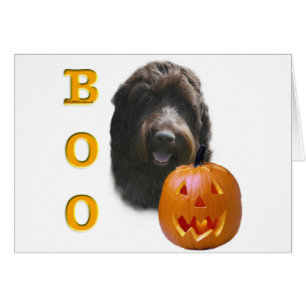 Pointeur à poils durs Griffon Boo