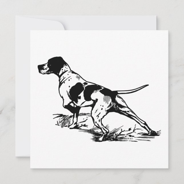 Pointeur anglais (Devant)