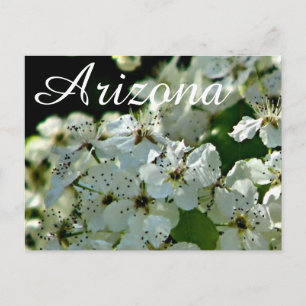 Poirier en fleurs, carte postale d'Arizona