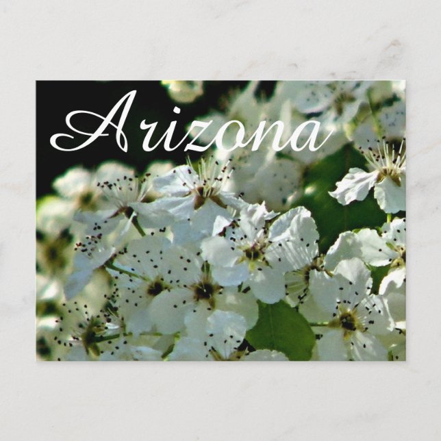 Poirier en fleurs, carte postale d'Arizona (Devant)