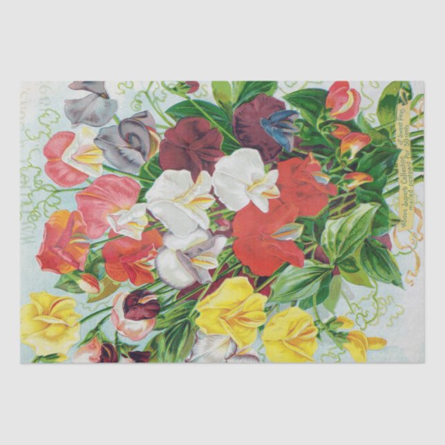 Pois doux du papier de soie 1897 de soie (Recto)