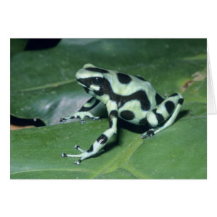 Poison Dart Frog, (Dendrobates auratus) Cahuita