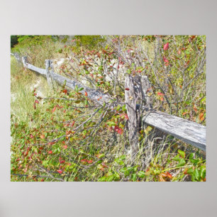 Poison et clôture Ivy IBSP NJ Poster