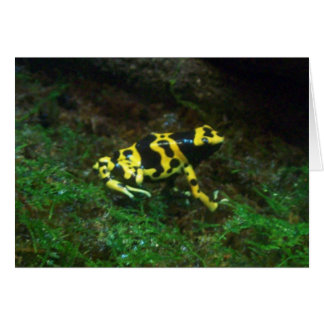 Poison grenouille