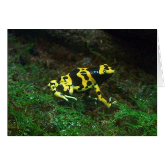 Poison grenouille (Devant horizontal)