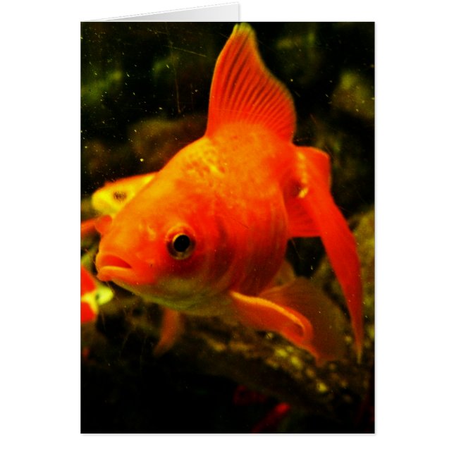 POISSON (Devant)