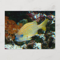 poisson 2 Carte postale