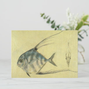 Poisson Alectis indicus, Carangue à trois épines v