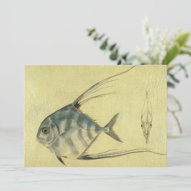 Poisson Alectis indicus, Carangue à trois épines v (Debout devant)