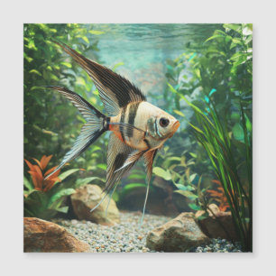 Poisson ange nageant dans un aquarium d'eau douce