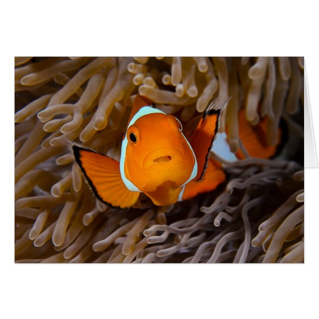 Poisson clown (Devant horizontal)