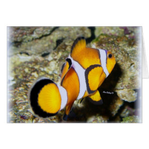 Poisson clown