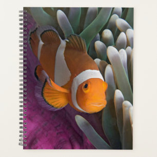 Poisson clown occidental