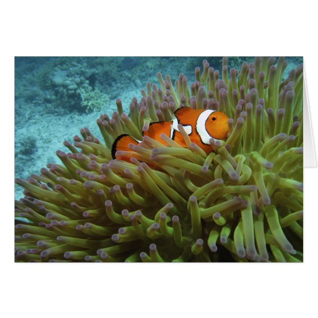 Poisson-clown occidental (Amphiprion ocellaris) (Devant horizontal)
