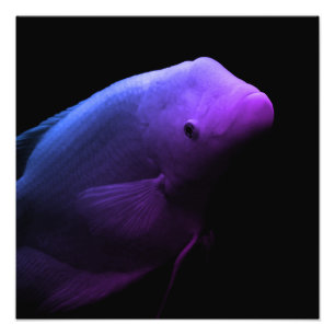 Poisson dans un réservoir - Photographie d'art