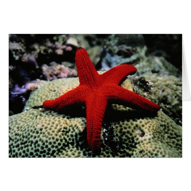 Poisson étoile | Mer Rouge (Devant horizontal)
