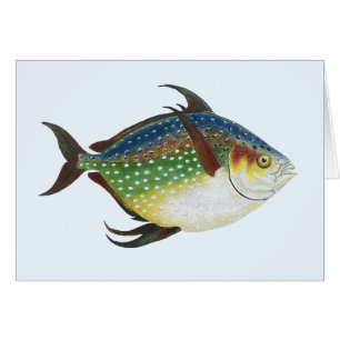 Poisson lunaire tropical, animal aquatique marin v