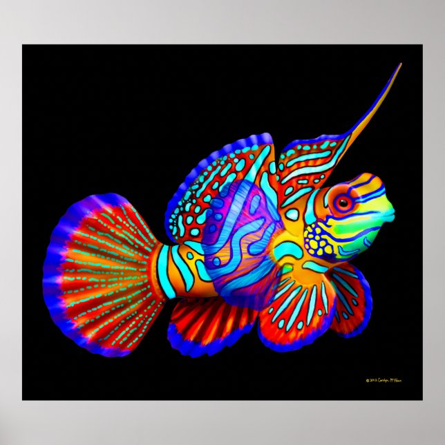 Poisson mandarin sur affiche noire (Devant)