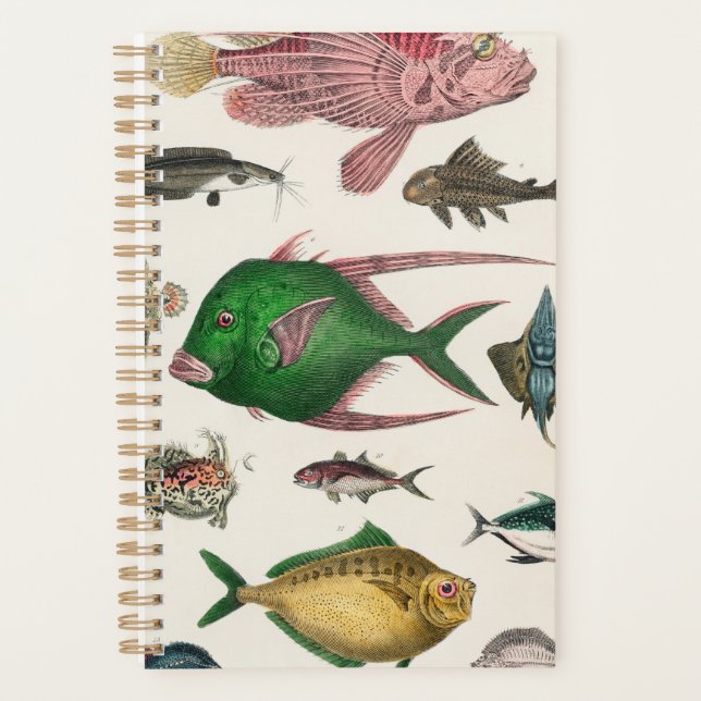 poisson, océan, mignonne, mer, eau, animal, pêche (Devant)