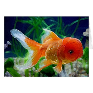 Poisson rouge d'Oranda