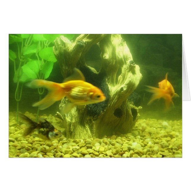 Poisson rouge trois (Devant horizontal)