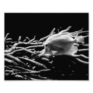 Poisson Tang Jaune avec corail - Photo Imprimer