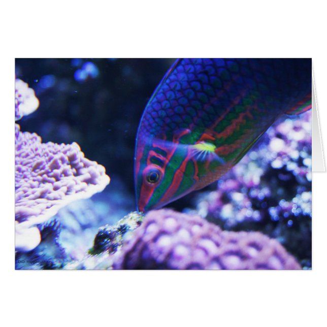 Poisson tropical (Devant horizontal)
