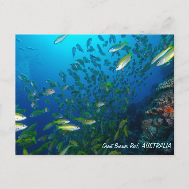 Poisson tropical de la mer de Corail Carte postale (Devant)
