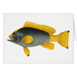 Poisson vintage bleu et jaune, Vie marine