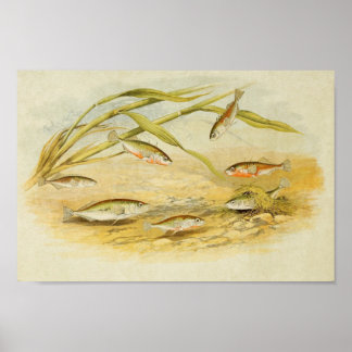 Poisson vintage Impression 019 | Sticklebacks