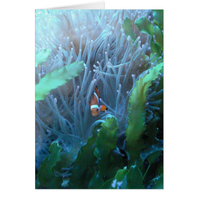 Poissons de clown (Devant)