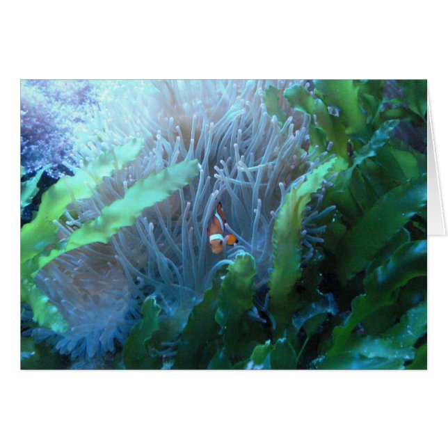 Poissons de clown (Devant horizontal)