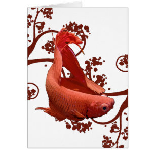 Poissons de combat siamois rouges de Betta