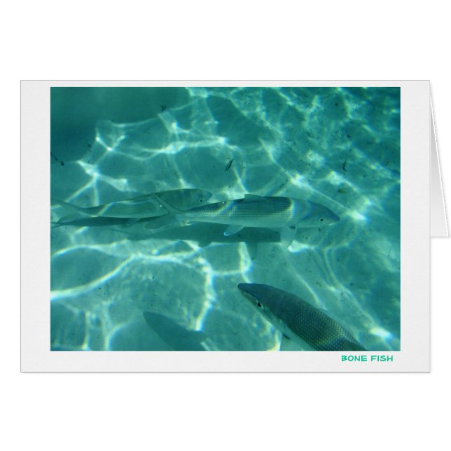 Poissons d'os (Devant Horizontal)