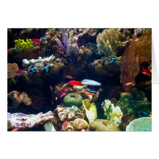 Poissons et corail
