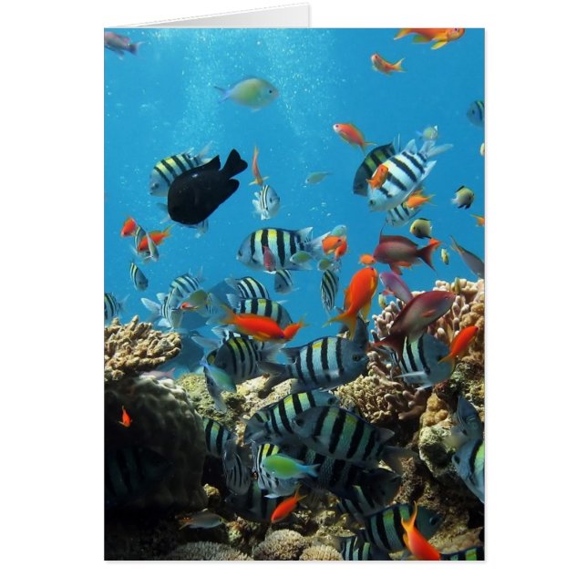 Poissons Naturescape de récif coralien (Devant)