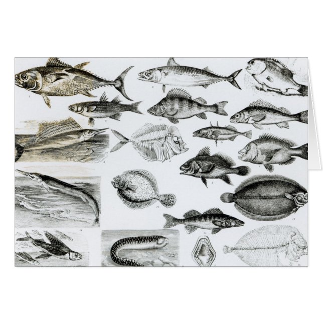 Poissons osseux d'ichtyologie (Devant horizontal)