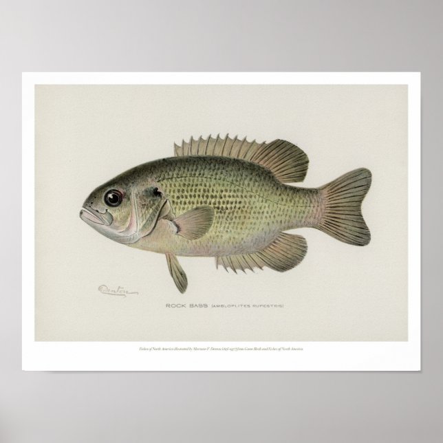 Poissons vintages - Poisson de bar - Poster (Devant)