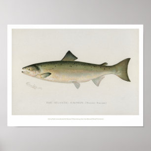 Poissons vintages - Saumon Atlantique - Poster