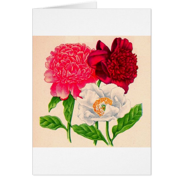 poitrine rouge et blanche (Devant)