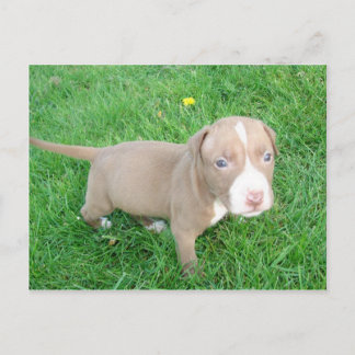 POIVRE DE PITBULL DANS LA CARTE POSTALE GRASS