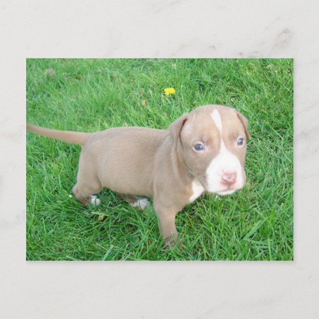 POIVRE DE PITBULL DANS LA CARTE POSTALE GRASS (Devant)