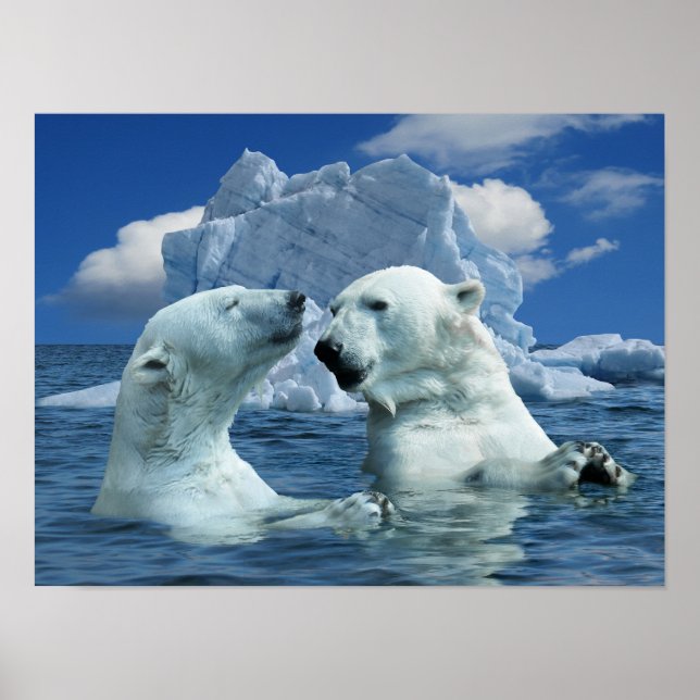 Polar Bears Playing in Artic Ocean Poster (Devant)
